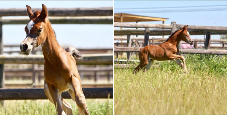 2 day old arabian colt